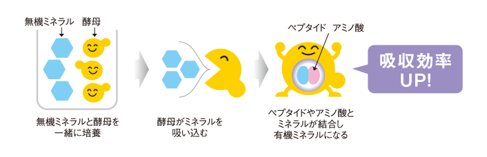 酵母ミネラル